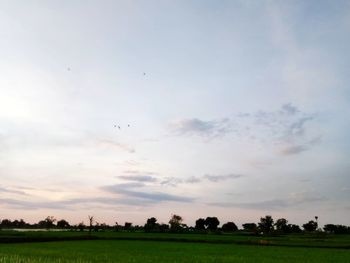 Bird flying over field against sky