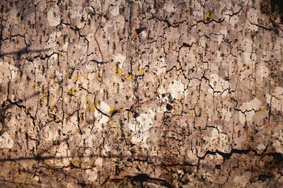 Close-up, the imprint of a bark beetle on a piece of bark. the tree was eaten by a bark beetle, a