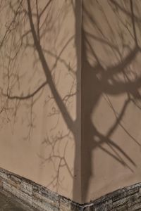 Close-up of bare tree against wall
