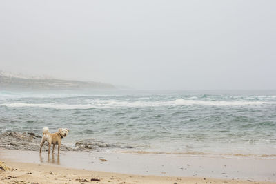 Dog walking on beach