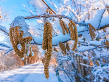 Close-up of frozen plant during winter