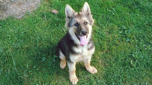 Portrait of dog on field