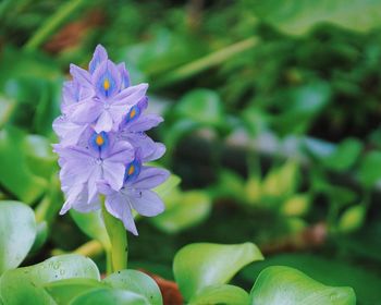 Close-up of purple flowers
