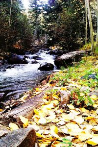 Fallen leaves in pond