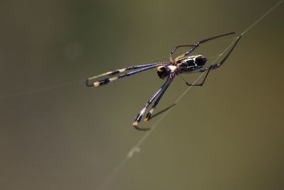 Goldthread spider in web