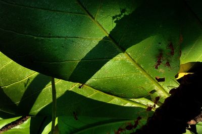 Close-up of leaves