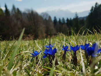 Close-up of blue flowers growing in field