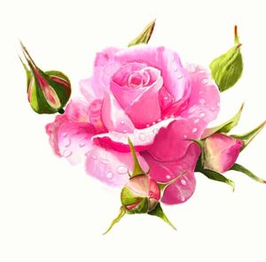Close-up of pink rose against white background