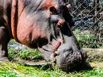 Close-up of horse in grass