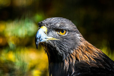 Close-up of eagle