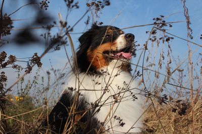 Dog on field against sky