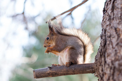 Squirrel on tree