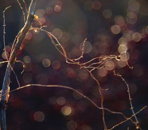 Defocused image of illuminated lights