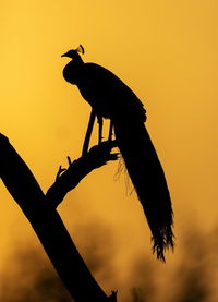 Silhouette bird perching on a tree