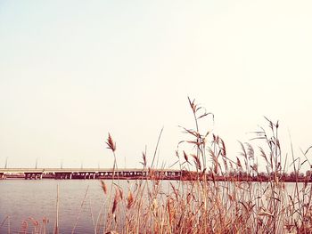 Scenic view of lake against clear sky