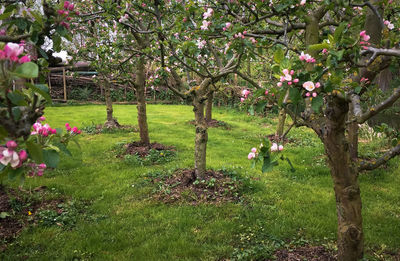 Pink flower tree in field