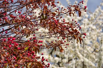 Close-up of fresh flowers on branch