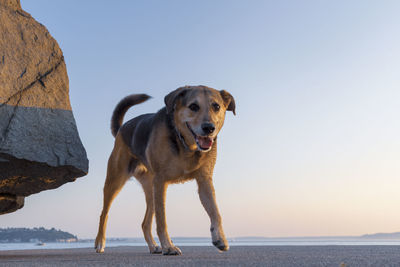 Happy dog low angle playing at sunset.