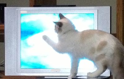 Close-up of a cat looking through window