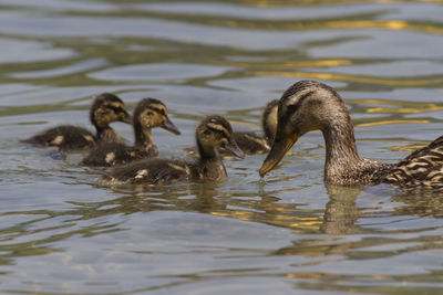 Duck with ducklings on lake
