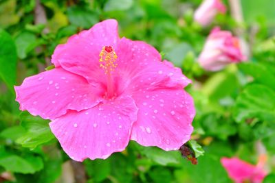 Close-up of wet pink flower