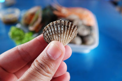 Close-up of human hand holding seashell