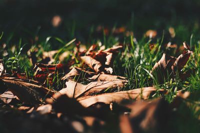 Close-up of maple leaves on field