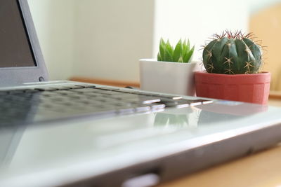 Close-up of potted plant on table at home