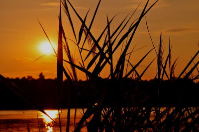 Close-up of silhouette plants against sky during sunset