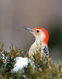 Close-up of a bird perching on branch