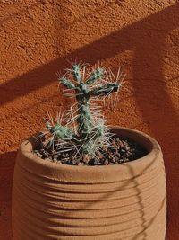 Close-up of potted plant against wall