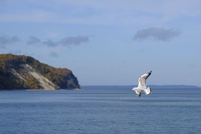 Seagull flying over sea against sky