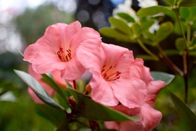 Close-up of pink flower blooming outdoors