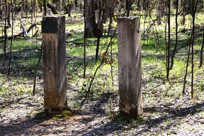 Trees on field in forest