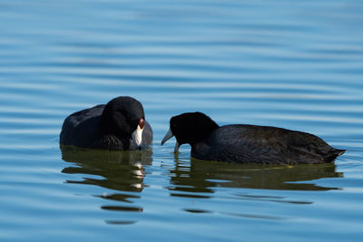 Ducks swimming in lake