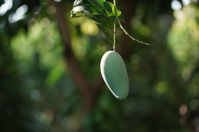 Close-up of fresh green leaf hanging on tree