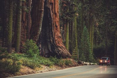 Road amidst trees in forest