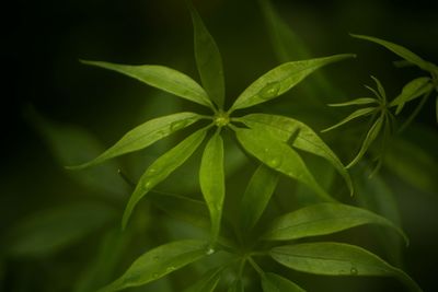 Close-up of green leaves