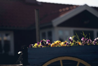 Close-up of potted plant