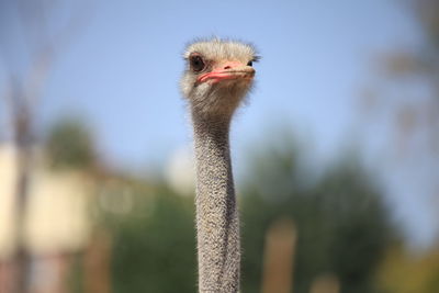 Close-up of ostrich