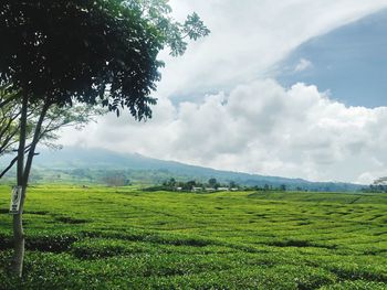 Scenic view of landscape against sky