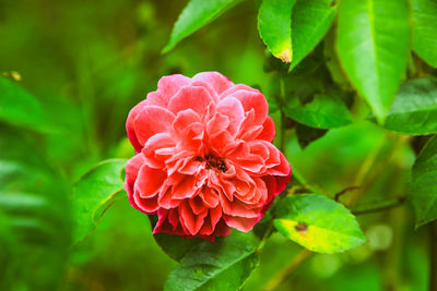 Close-up of red rose