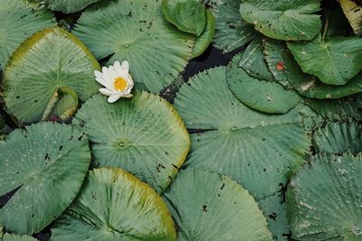 Full frame shot of lotus water lily