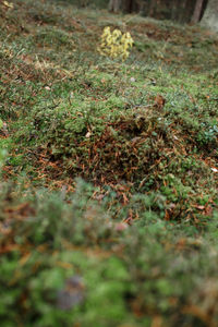 High angle view of moss growing on field