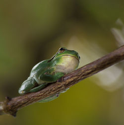 Close-up of bird perching on branch