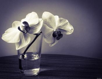 Close-up of white rose in vase on table