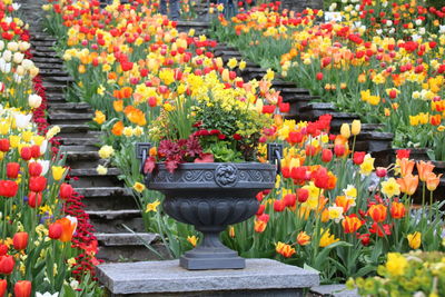 Multi colored tulips in garden