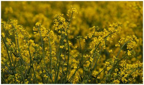 Yellow flowering plants on field