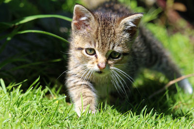 Portrait of kitten on field