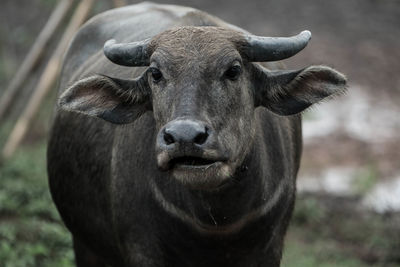 Close-up portrait of a horse